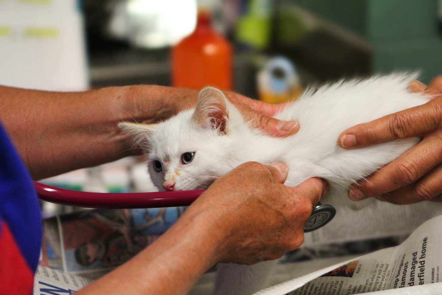 Como a mentoria acelera sua carreira veterinária